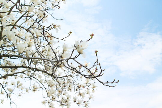 白蓮華 Images – Browse 51 Stock Photos, Vectors, and Video | Adobe