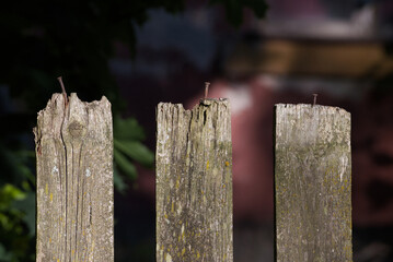 Close up of three rusty nails sticking out of old wooden fence.