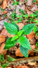 Green Plant Top view
