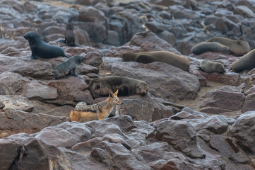 Jackals with a prey amid a seal colony along the skeleton coast in Namibia.
