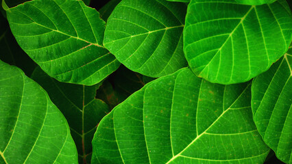 closeup nature view of tropical leaves background, dark nature concept