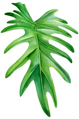 Flora design elements. Flower, leaves of tropical plants on white background, Watercolor botanical illustration