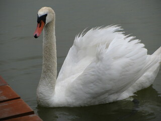 Łabędź © !UNTEN S.G.
