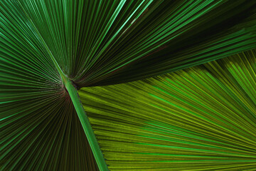 abstract green leaf texture, nature background, tropical leaf