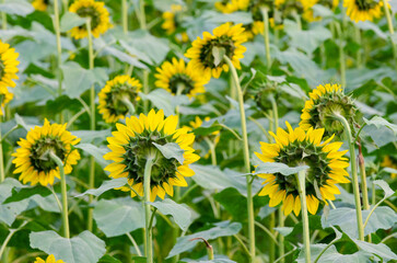 sunflower field in summer