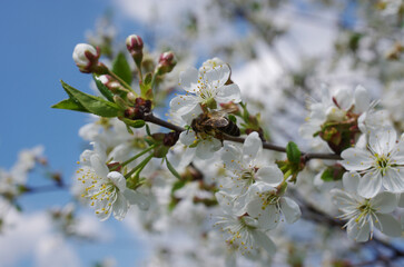 Blooming cherry branch against the background of other branches and the blue sky.