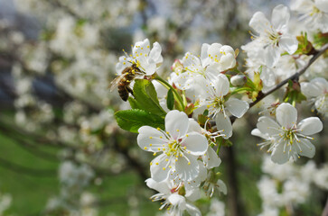 A branch of cherry blossoms and a bee collecting nectar against the sky.