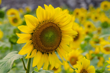 sunflower field in summer