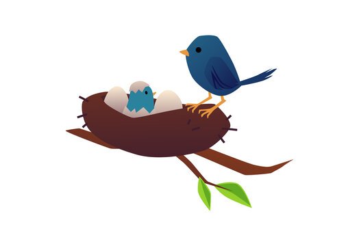 Mother bird takes care of her chick in nest flat vector illustration isolated.