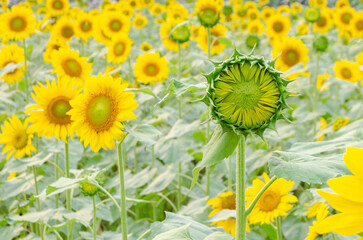 sunflower field in summer