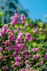 Fototapeta premium Branches of a pink blooming cherry tree in spring