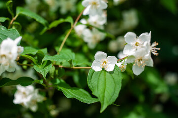 Close-up of a tree branch with white blossoms and green foliage in spring