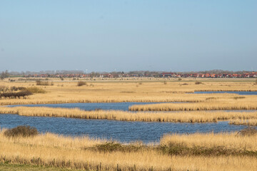 reeds in the water