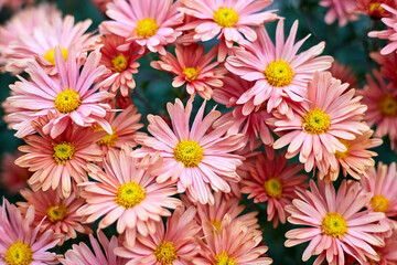 Blooming coral chrysanthemums in the garden. Close-up, selective focus