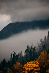 fog in the autumn forest in the mountains