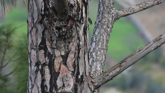 Texture Closeup Of A Tree Trunk, Natural Brown Wood Bark