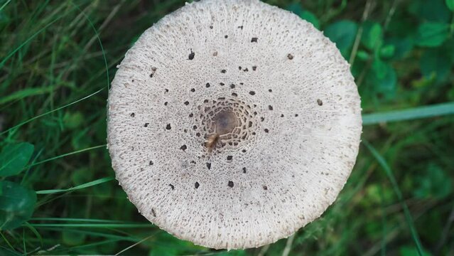 Looking Down At Flat Headed White Mushroom Trypophobia Texture