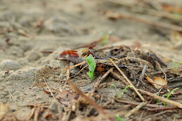 A small green pea plant emerged from the earth and drops of dew water were lying on the plant.