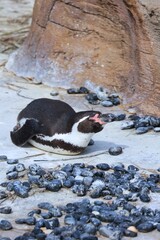 動物園の寝ている可愛いペンギン