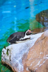 動物園の寝ている可愛いペンギン