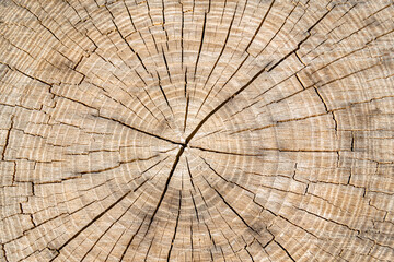 Beautiful wooden fracture old oak, natural texture close up