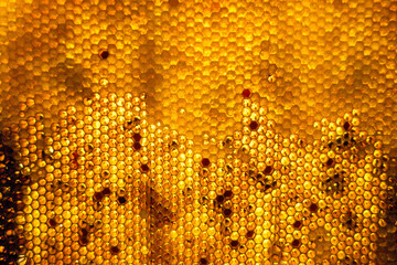 Honeycomb from bee hive filled with golden honey