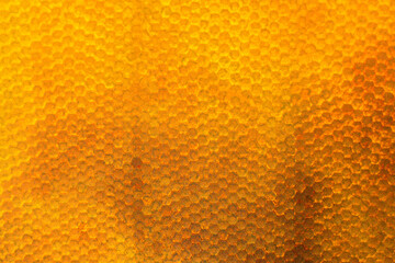 Honeycomb from bee hive filled with golden honey