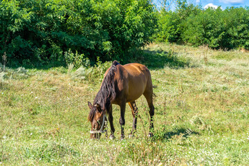 Obraz premium Beautiful wild brown horse stallion on summer flower meadow