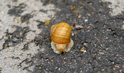 Big garden snail in shell crawling on wet road