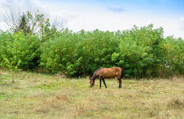 Obraz na płótnie Canvas Beautiful wild brown horse stallion on summer flower meadow