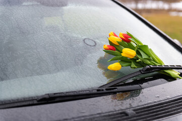 red yellow tulips in rain on windshield of car as a gift and declaration of love
