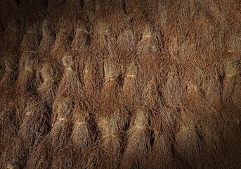 dry  grass texture background