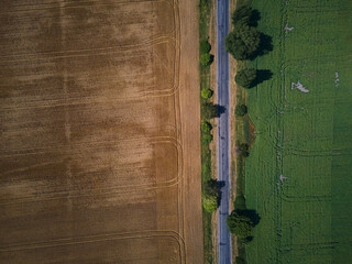 Drone aerial view of wheat harvest, wheat field background in the sun day
