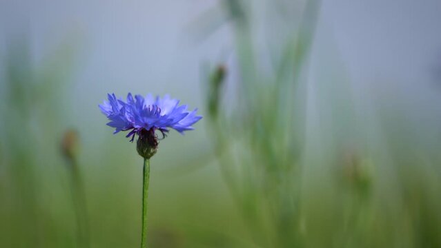 Black ant crawls on a pink aster flower in the garden. Green backgound. Close up shot. Animals and plants concept