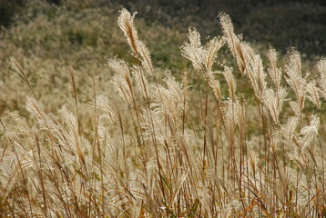 Fototapeta premium ススキ野原