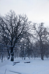 snow covered trees