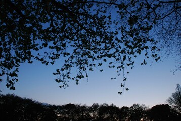 公園のマジックアワー