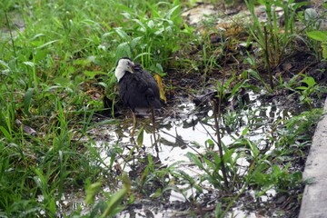 Tropical Waterhen birds