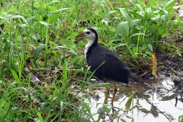 Tropical Waterhen bird