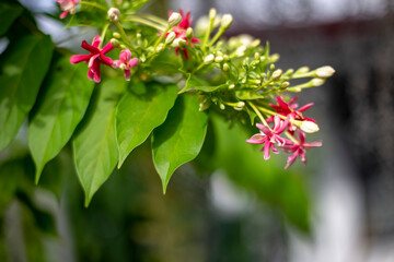 Close up photo of Rangoon creeper and blurred background.