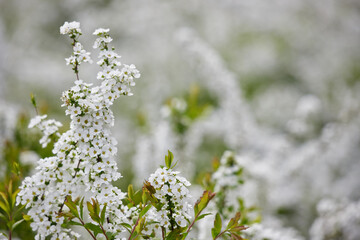 春の公園の満開の雪柳の花