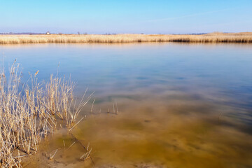 The coast of the estuary, overgrown with reeds on a winter day. Clear ice water and clear blue sky