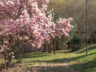 Spring time,magnolia blooming in a public garden