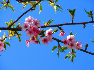 2月の桜