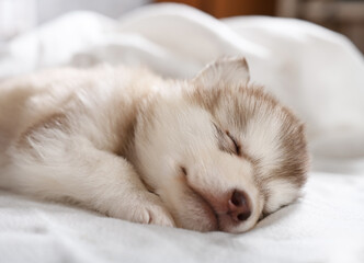 Adorable Alaskan malamute puppy sleeping under a blanket in the room