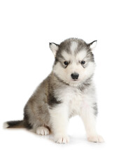 Cute gray Alaskan Malamute puppy sitting isolated on a white background