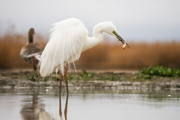 Great egret, ardea alba, eating fisht in water in springtime nature. Long-leged feathered animal standing on watland. White bird feeding on lake.