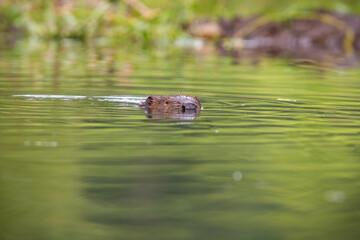 Eurasian beaver, castor fiber, swimming in water in summer nature. Aquatic rodent floating in lake with his head out. Brown mammal bathing in river.
