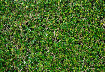 Background from fresh greens. Shrub fence.