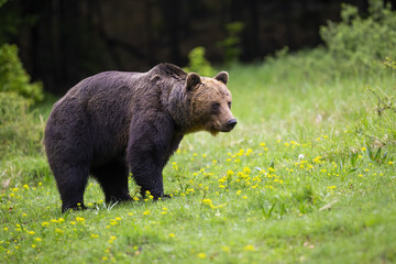 Fototapeta na wymiar Big brown bear, ursus arctos, standing on wildflowers in springtime. Large mammal walking on green meadow in spring nature. Wild predator moving on field.